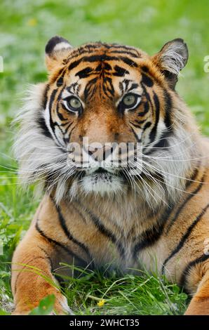 Sumatra-Tiger (Panthera tigris sumatrae), Porträt, Vorkommen auf Sumatra Stockfoto