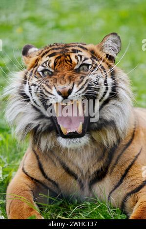 Sumatra-Tiger (Panthera tigris sumatrae) schnarrt, Porträt, Vorkommen auf Sumatra Stockfoto