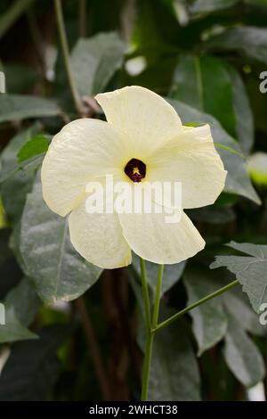 Okra (Abelmoschus esculentus) oder Gemüsemarshmallow, Blume, Gemüsepflanze, Deutschland Stockfoto