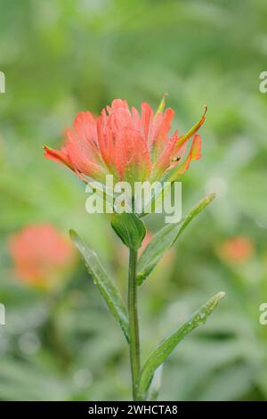 Castillea oder Indian Paintbrush (Castilleja miniata), Blumen, Wells Gray Provincial Park, British Columbia, Kanada Stockfoto