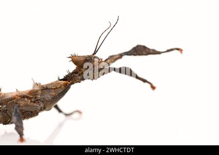 Australische Geisterinsekte (Extatosoma tiaratum), weiblich Stockfoto