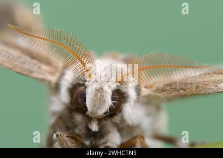 Baum Gottes Spinner oder Ailanthus Spinner (Samia cynthia), weiblich Stockfoto