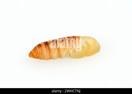 Baum Gottes Spinner oder Ailanthus Spinner (Samia cynthia), Puppe Stockfoto