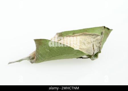 Baum Gottes Spinner oder Ailanthus Spinner (Samia cynthia), Kokon Stockfoto