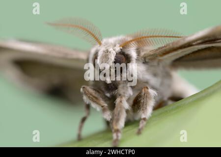 Baum Gottes Spinner oder Ailanthus Spinner (Samia cynthia), weiblich Stockfoto