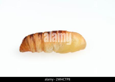 Baum Gottes Spinner oder Ailanthus Spinner (Samia cynthia), Puppe Stockfoto