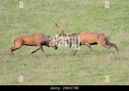 Rotwild (Cervus elaphus), Hirsche, die in der Bruntsaison kämpfen, Nordrhein-Westfalen, Deutschland Stockfoto