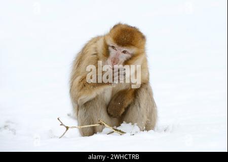 Berbermakaken oder Magot (Macaca sylvanus) im Winter, Marokko Stockfoto