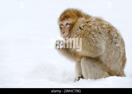 Berbermakaken oder Magot (Macaca sylvanus), weiblich im Winter, Marokko Stockfoto