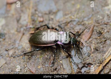 Blauvioletter Bodenkäfer (Carabus problematicus), Nordrhein-Westfalen, Deutschland Stockfoto