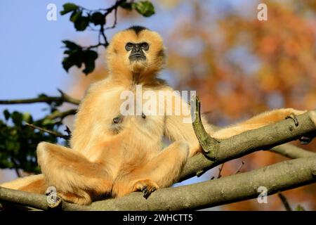 Nördlicher Weißwangengibbon (Nomascus leucogenys), weiblich Stockfoto