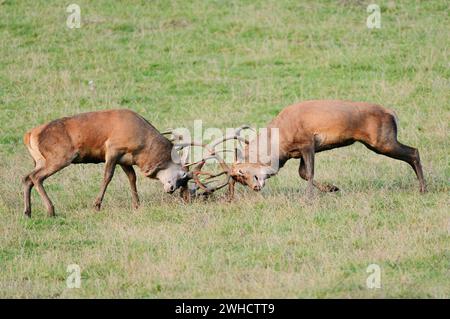 Rotwild (Cervus elaphus), Hirsche, die in der Bruntsaison kämpfen, Nordrhein-Westfalen, Deutschland Stockfoto