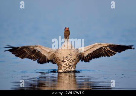 Graugans (Anser anser), flatternde Flügel, Nordrhein-Westfalen, Deutschland Stockfoto
