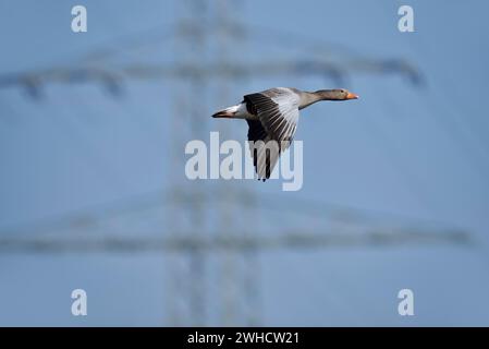 Graugans (Anser anser), die vor einem Strommast fliegen, Nordrhein-Westfalen Stockfoto