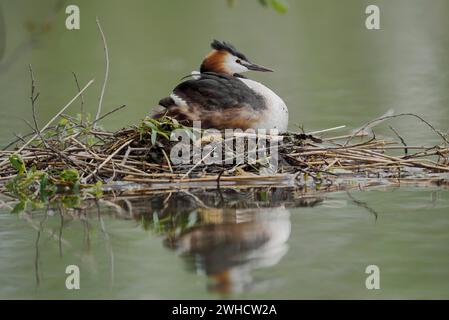 Die Zucht des Großhaubengängers (Podiceps cristatus) auf dem Nest, Nordrhein-Westfalen, Deutschland Stockfoto