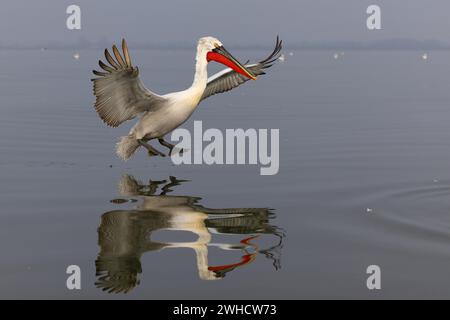 Dalmatinischer Pelikan (Pelecanus crispus) im Flug, Kerkini-See, Griechenland Stockfoto