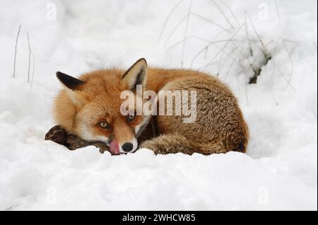 Rotfuchs (Vulpes vulpes) im Winter, Bayern, Deutschland Stockfoto