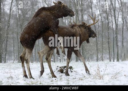 Europäische Elche (Alces alces alces), Stier- und Kuhelche im Winter Stockfoto