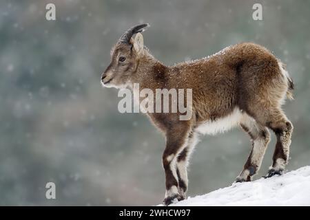 Alpensteinbock (Capra Steinbock), Jungtier im Winter, Deutschland Stockfoto