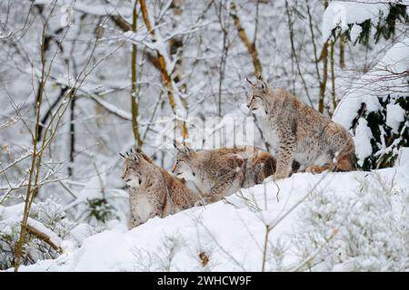 Eurasischer Luchs (Lynx Luchs), Luchsfamilie im Winter Stockfoto
