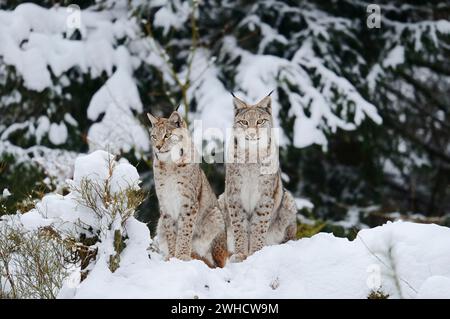 Eurasischer Luchs (Lynx Lynx) im winter Stockfoto