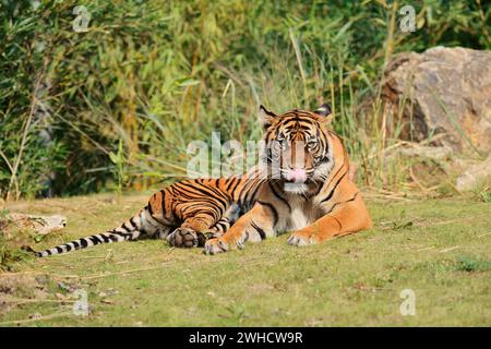 Sumatra-Tiger (Panthera tigris sumatrae), weiblich, vorkommend auf Sumatra Stockfoto