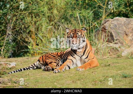 Sumatra-Tiger (Panthera tigris sumatrae), weiblich, vorkommend auf Sumatra Stockfoto