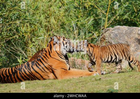 Sumatra-Tiger (Panthera tigris sumatrae), Weibchen mit Jungtier, auf Sumatra vorkommt Stockfoto