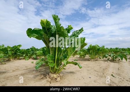 Zuckerrüben (Beta vulgaris ssp. Vulgaris var. Altissima) in einem Feld in der Normandie, Frankreich Stockfoto