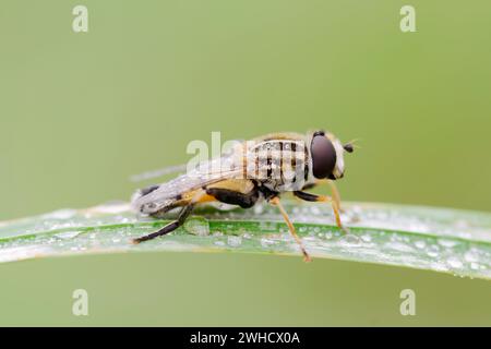 Große sumpffliege (Helophilus trivittatus), Nordrhein-Westfalen, Deutschland Stockfoto