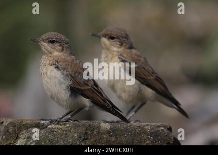 Zwei junge Nordweizen (Oenanthe oenanthe), Jugendliche, zwei, synchronisiert, gleich, Fueloephazi buckavidek, Kiskunsag Nationalpark, Ungarn Stockfoto