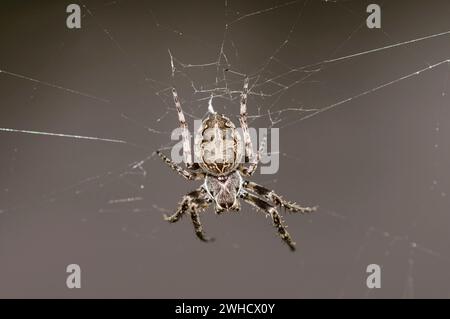Brückenkreuzspinne oder Brückenkreuzspinne (Larinioides sclopetarius), weiblich im Netz, Nordrhein-Westfalen, Deutschland Stockfoto
