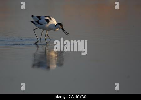 Zwei avocet mit schwarzer Kappe (Recurvirostra avosetta), Wasser, laufen, Schnabel, versteckt, Illmitz, Seewinkel, Neusiedler See, Burgenland, Österreich Stockfoto