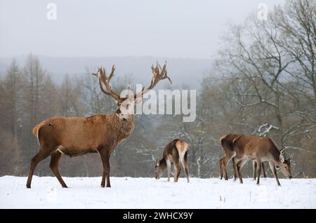 Rotwild (Cervus elaphus), Hirsch und Hintern im Winter, Nordrhein-Westfalen, Deutschland Stockfoto