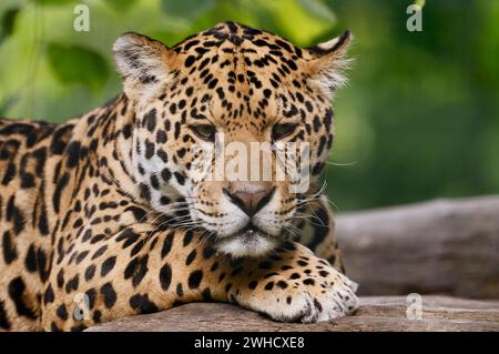 Jaguar (Panthera onca), Porträt, Vorkommen in Mittel- und Südamerika Stockfoto