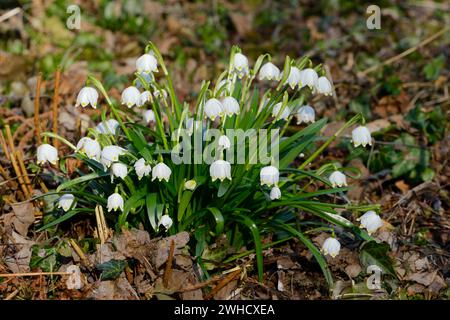 Frühlingsknotweed oder Ringelblume (Leucojum vernum), Nordrhein-Westfalen, Deutschland Stockfoto