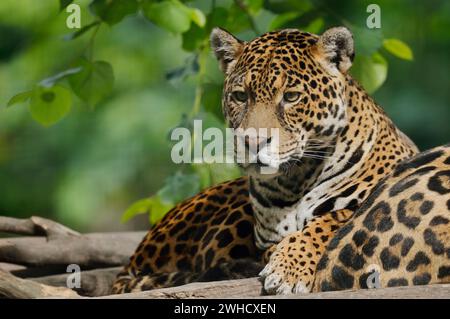 Jaguar (Panthera onca), kommt in Mittel- und Südamerika vor Stockfoto