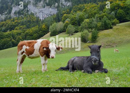 Hausrinder und Shetlandpony auf einer Almwiese im Salzburger Land, Österreich Stockfoto