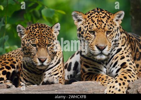 Jaguar (Panthera onca), männlich und weiblich, kommt in Mittel- und Südamerika vor Stockfoto