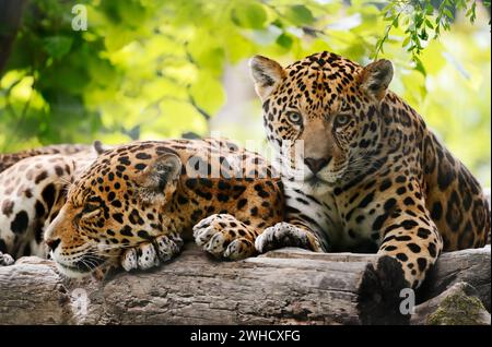 Jaguar (Panthera onca), männlich und weiblich, kommt in Mittel- und Südamerika vor Stockfoto