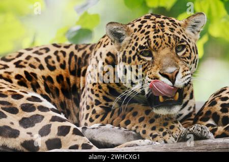 Jaguar (Panthera onca), kommt in Mittel- und Südamerika vor Stockfoto