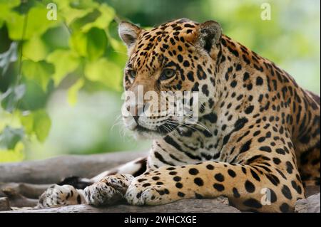 Jaguar (Panthera onca), kommt in Mittel- und Südamerika vor Stockfoto