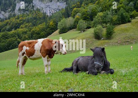 Hausrinder und Shetlandpony auf einer Almwiese im Salzburger Land, Österreich Stockfoto