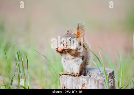 Gemeines rotes Eichhörnchen (Tamiasciurus hudsonicus), das sich von einem Baumstumpf ernährt, Jasper National Park, Alberta, Kanada Stockfoto