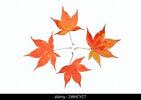 Fächerahorn (Acer palmatum), Blätter im Herbst Stockfoto