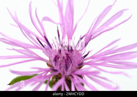 Wiesenkraut oder gewöhnlicher Kraut (Centaurea jacea), Blüte Stockfoto