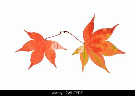 Fächerahorn (Acer palmatum), Blätter im Herbst Stockfoto