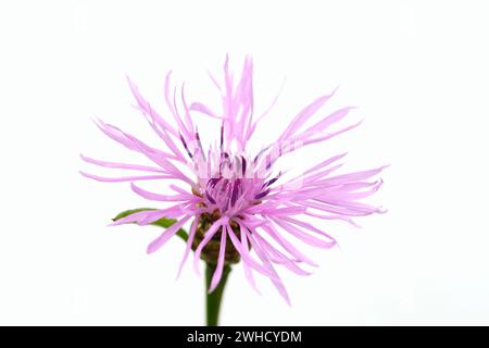 Wiesenkraut oder gewöhnlicher Kraut (Centaurea jacea), Blüte Stockfoto