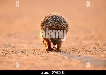 Braunbrust-Igel oder Westeuropäischer Igel (Erinaceus europaeus), Nordrhein-Westfalen, Deutschland Stockfoto