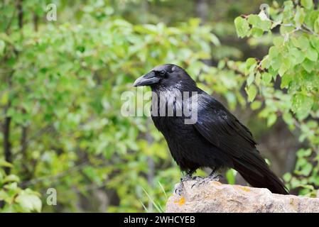 Raven (Corvus corax) sitzt auf einem Felsen, Banff National Park, Alberta, Kanada Stockfoto